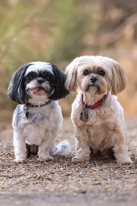 Two small dogs sitting side by side during Michelle's family photo session in Mesa, Arizona.
